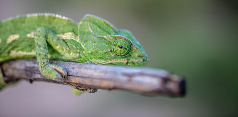 Chameleons are endemic