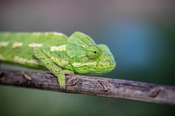 Chameleons are endemic