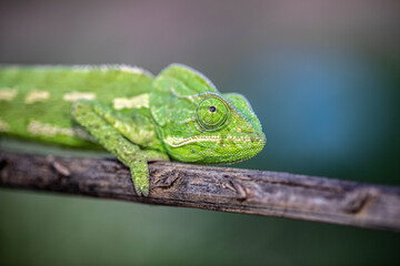 Chameleons are endemic