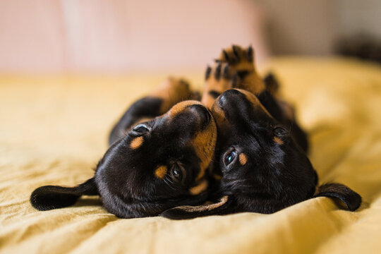 Black And Tan Puppies