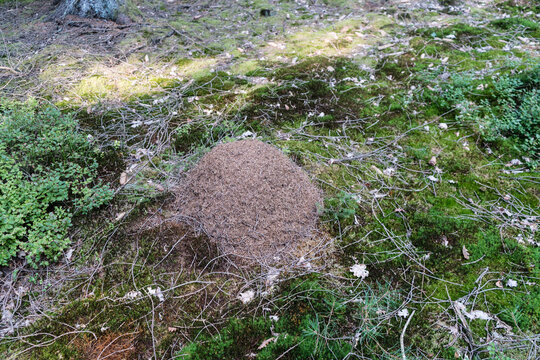 haufen der Waldameise Formica