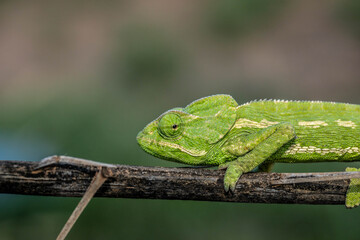 Chameleons are endemic