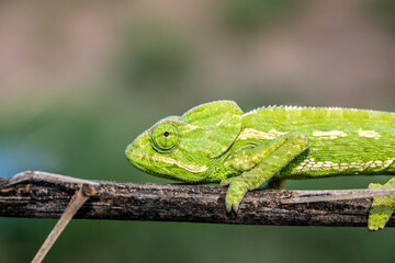 Chameleons are endemic