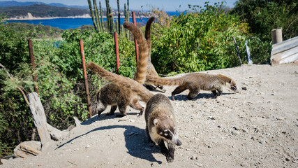 Saliendo del escondite © Omar