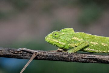 Chameleons are endemic