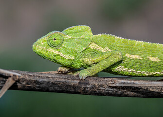 Chameleons are endemic