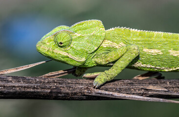 Chameleons are endemic