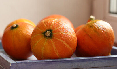 small pumpkin still life halloween closeup photo