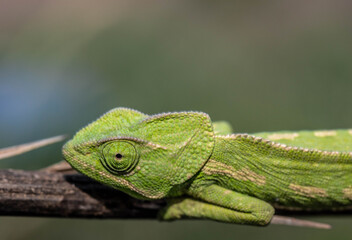 Chameleons are endemic