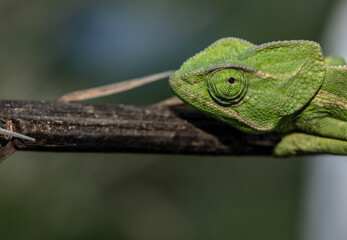 Chameleons are endemic