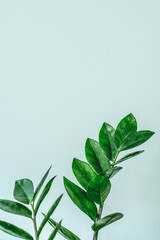 Green indoor plant Zamioculcas zamiifolia. Juicy, green branches of Zamioculcas zamiifolia on a light background. The concept of minimalism in the interior. Green leaves of the Zanzibar gem, with cut