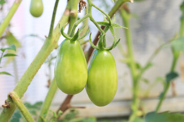 green tomatoes  on branches in the garden
