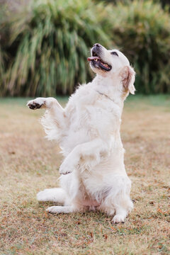 Golden retriever begs