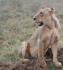 portrait of hungry lioness sitting alert in the wild Nairobi National Park, Kenya looking for prey