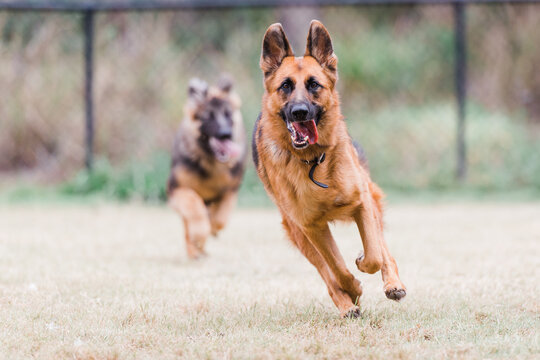 German shepherd being chased