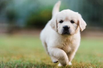 Golden retriever puppy running