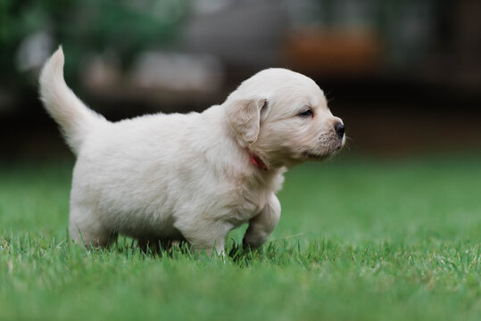 puppy prancing