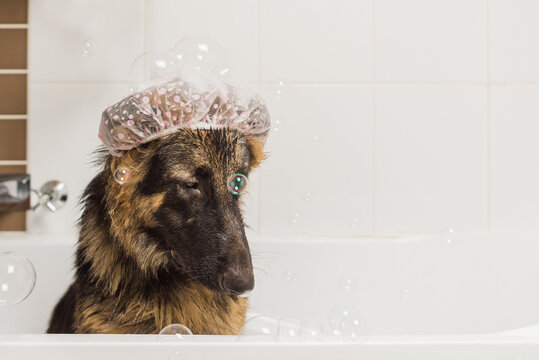 german shepherd dog in bath