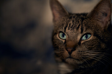 The art cat. Sneaky little animal always up to something. He is kind.