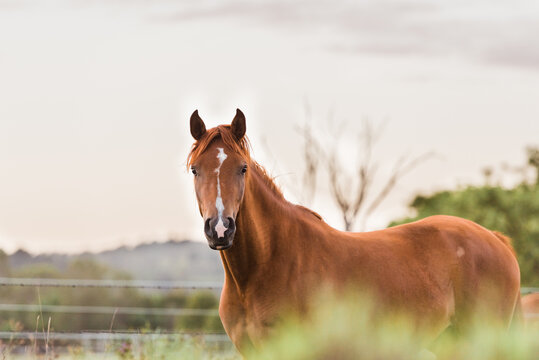Horse in paddock