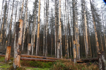 Fototapeta premium Catastrophic forest dying in Germany. Reason is climate change, dryness and immense reproduction of the bark beetles. Near Torfhaus, Harz Brocken moutain, Northern Germany.