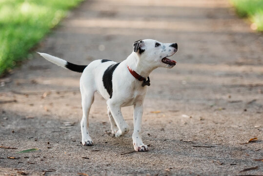 Puppy walking happily