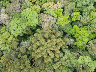 Diversidade botânica na Floresta com Araucária.