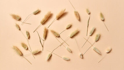 Plant pattern from Lagurus grass.