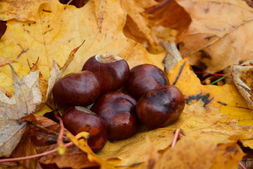 Chestnuts lie on autumn yellow leaves.