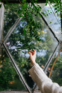 Female hand touching plant