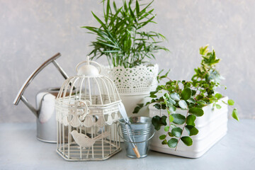 Home gardening. Potted green plants on the table.