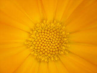 yellow flower macro