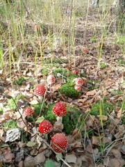 Family of fly agarics in the forest