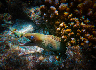 Fototapeta na wymiar Hermosa anguila morena en los corales de la playa El Saltito en Baja California Sur, Mexico.