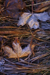 The beautiful colors of autumn - rusty leaves	