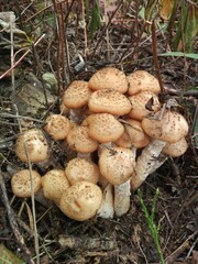 mushrooms in the woods,honey agaric