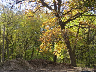 Naklejka premium Autumn Trees