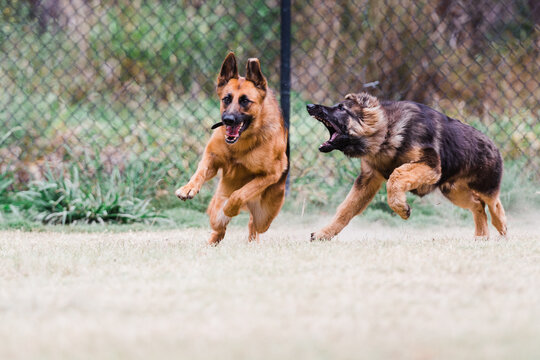 German shepherd being chased