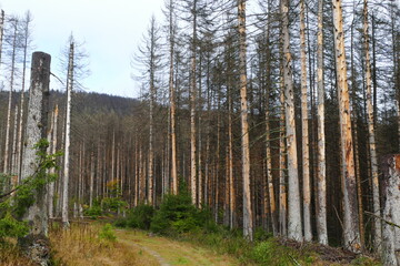 Fototapeta premium Catastrophic forest dying in Germany. Reason is climate change, dryness and immense reproduction of the bark beetles. Near Torfhaus, Harz Brocken moutain, Northern Germany.