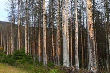 Catastrophic forest dying in Germany. Reason is climate change, dryness and immense reproduction of the bark beetles. Near Torfhaus, Harz Brocken moutain, Northern Germany.