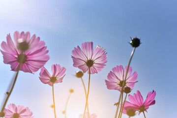 Close up beautiful pink Cosmos flower bright sunshine day in blue sky and garden background
