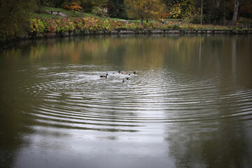 Ducks swimming in lake during autumn