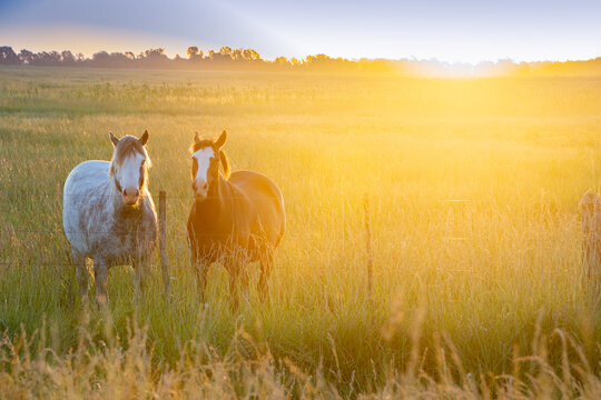 horses in a sunset in the countryside of the province of Buenos Aires, Argentina