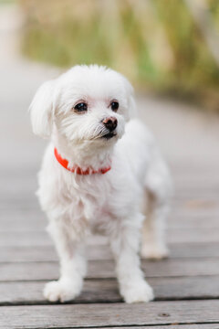 Small white dog
