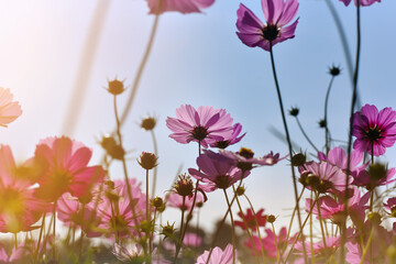 Close up beautiful pink Cosmos flower bright sunshine day in blue sky and garden background