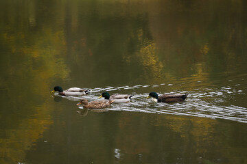 Ducks swimming in lake during autumn