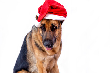 An adult German shepherd in a Christmas costume wearing a red Santa hat. Dog celebrates the New year. Greeting card. Animal on a white isolated background. Space for text. Copy space