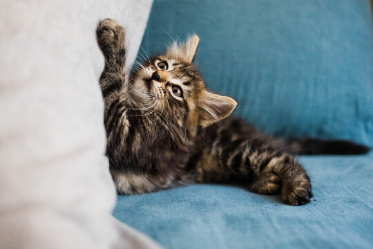 Kitten clawing at pillow