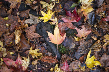 Fallen leaves during autumn