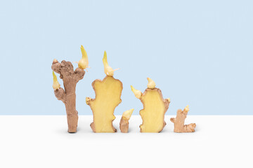 Raw sprouted ginger cut set.